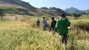 People walking through tall crops in Ethiopia