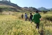 People walking through tall crops in Ethiopia